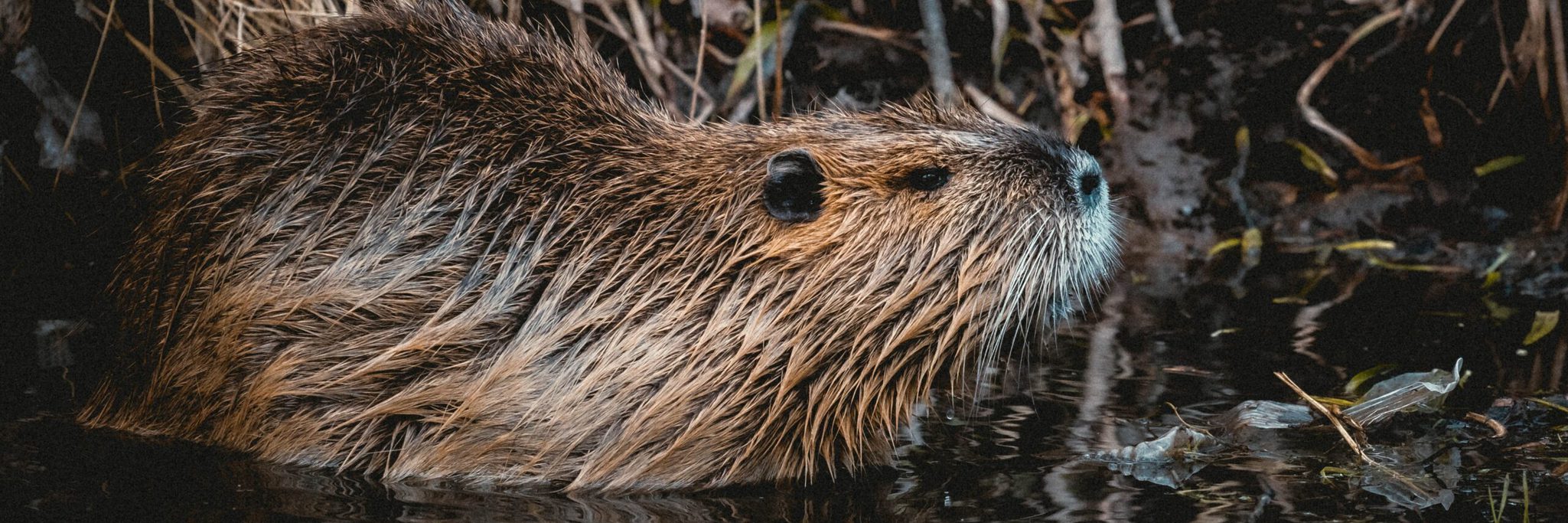 Beaver Risk Beaver Flood Prevention: Nature's Solution to Protect Pickering