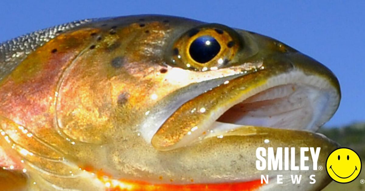 Greenback Cutthroat Trout Returns: Colorado's Conservation Triumph