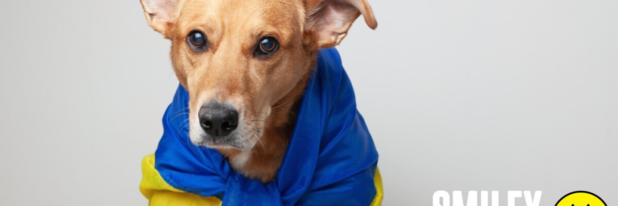 San Antonio Free Pet Adoption Events Near Me San Antonio Puppy Dog