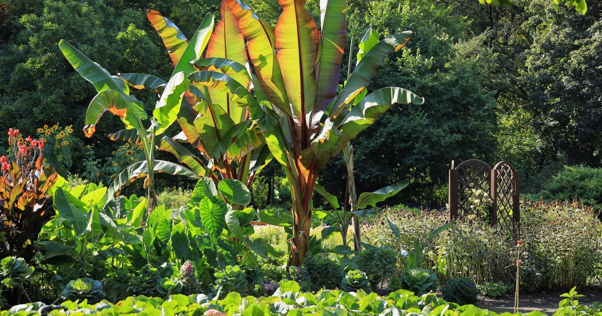 Edsets Tree Ethiopian Enset: The Remarkable 'Tree Against Hunger' at Kew