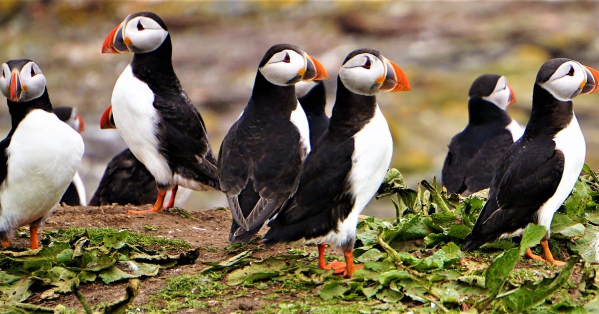 67: Pufflings Bounce Back: Maine's Baby Puffins Thrive on Abundant…